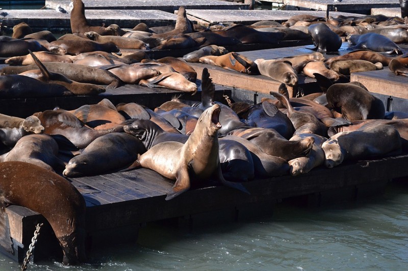 Pier 39, San Francisco